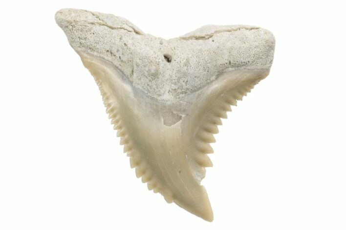 Snaggletooth Shark (Hemipristis) Tooth - Aurora, NC #194964